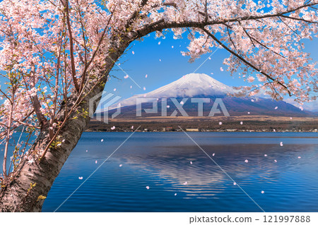 Mount Fuji in the New Year with cherry blossoms blowing Mount Fuji in the New Year with cherry blossoms blowing 121997888