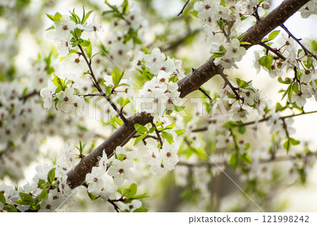 Close-up of a branch with flowers on a fruit tree Close-up of a branch with flowers on a fruit tree 121998242