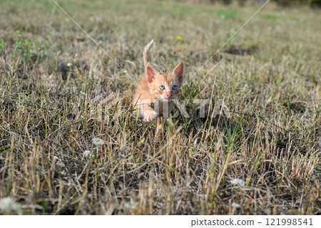 Small, abandoned yellow kitten making its way through the grass, heading towards the camera 121998541