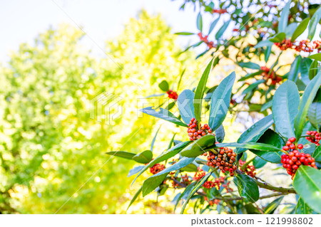 The bright red fruit of the taro tree stands against the yellow leaves shining in the autumn sun. 121998802