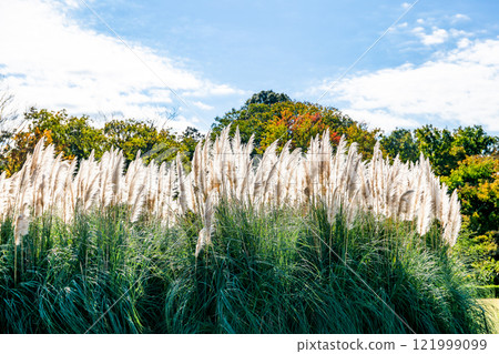 Beautiful, shining flowers of pampas grass shining on a clear autumn day Beautiful, shining flowers of pampas grass shining on a clear autumn day 121999099