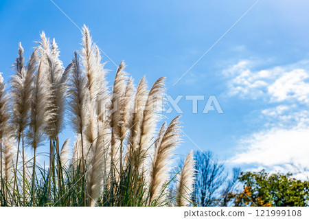 Beautiful, shining flowers of pampas grass shining on a clear autumn day Beautiful, shining flowers of pampas grass shining on a clear autumn day 121999108