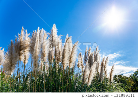 Beautiful, shining flowers of pampas grass shining on a clear autumn day Beautiful, shining flowers of pampas grass shining on a clear autumn day 121999111