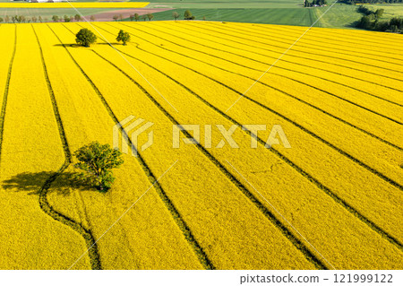 green trees in the middle of a large flowering yellow repe field, aerial view 121999122