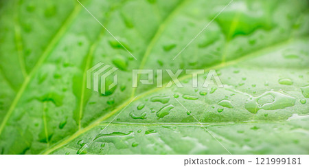 Water drops on green textured leaf, close-up macro nature. save clean planet, Ecology concept Water drops on green textured leaf, close-up macro nature. save clean planet, Ecology concept 121999181