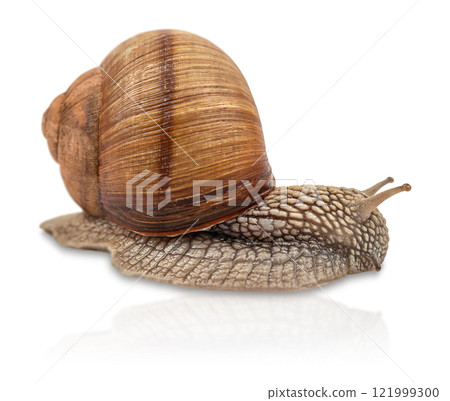 Garden snail isolated on white. Helix pomatia also Roman snail, Burgundy snail, edible snail or escargot. 121999300