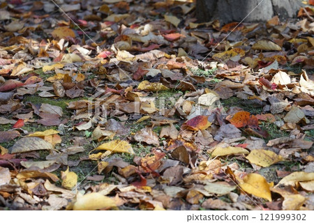 Carpet of fallen leaves Carpet of fallen leaves 121999302
