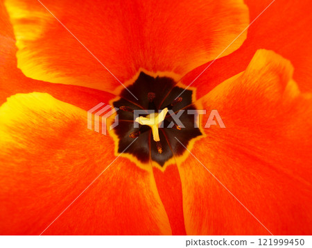 橘色鬱金香雌蕊雄蕊 橘色鬱金香雌蕊雄蕊 121999450