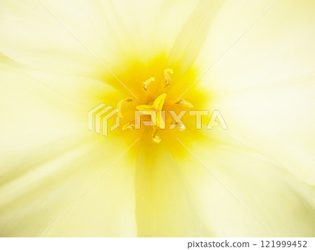 白色鬱金香雌蕊雄蕊關閉 白色鬱金香雌蕊雄蕊關閉 121999452