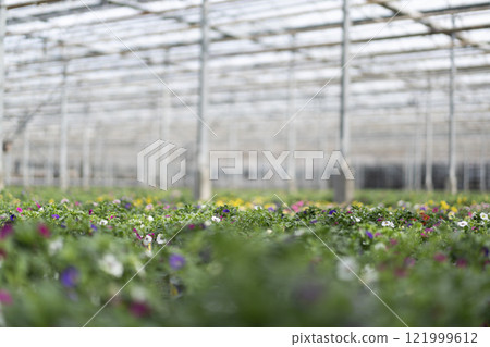 Colorful flowers growing in a large greenhouse 121999612