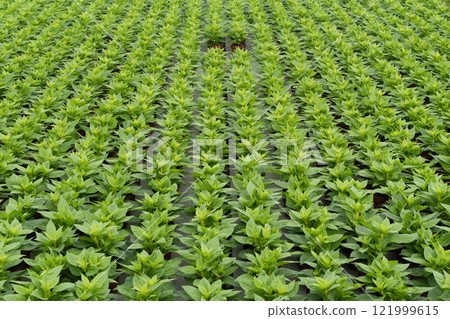 Rows of lush green plants growing in a greenhouse Rows of lush green plants growing in a greenhouse 121999615