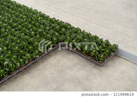 Top view of arranged green potted plants indoors 121999619