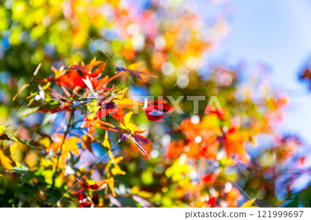 Autumn scenery Beautiful colorful autumn leaves 121999697