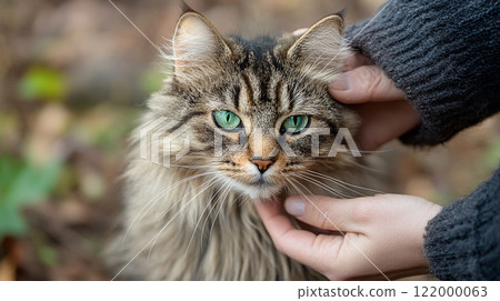 A person is petting a cat with a smile on their face. The cat is looking up at the person and he is enjoying the attention. Concept of warmth and affection between the person and the cat 122000063