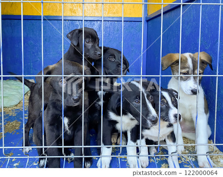 dogs puppies behind bars at the animal shelter. sad eyes of dogs 122000064