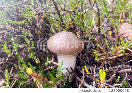 young mushroom grown among the grass in the forest young mushroom grown among the grass in the forest 122000068