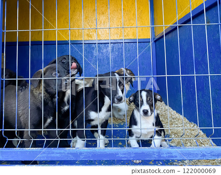 dogs puppies behind bars at the animal shelter. sad eyes of dogs dogs puppies behind bars at the animal shelter. sad eyes of dogs 122000069