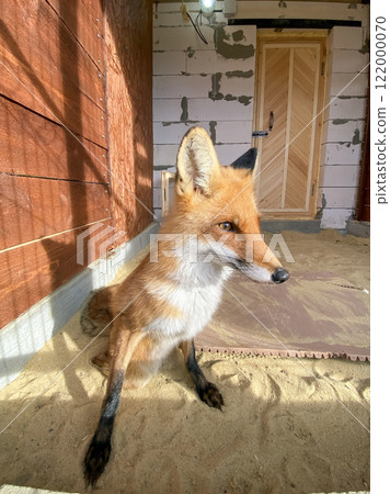 portrait of a domesticated fox in an enclosure portrait of a domesticated fox in an enclosure 122000070