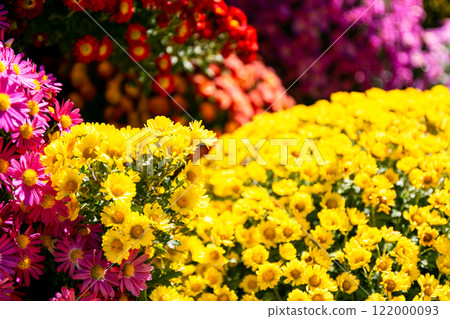 Beautiful autumn scenery: Colorful chrysanthemums in full bloom 122000093