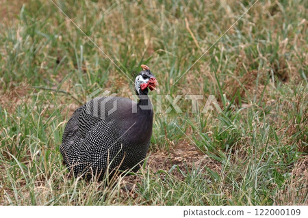 A sitting guinea fowl singing 122000109