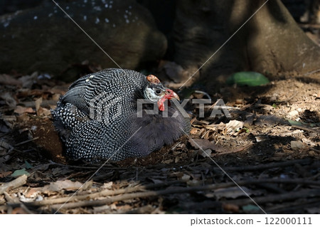 A guinea fowl crouching on the ground 122000111