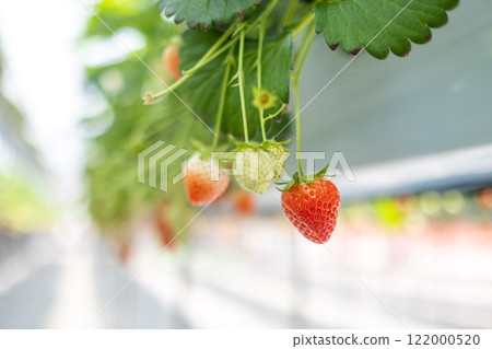 Strawberry picking 122000520