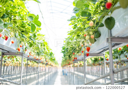 草莓採摘 草莓採摘 122000527