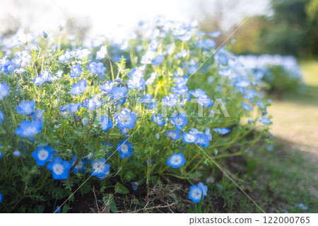 陽光明媚的日子裡的 Nemophila 領域 122000765