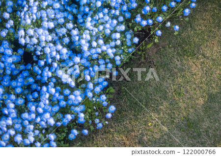 陽光明媚的日子裡的 Nemophila 領域 122000766