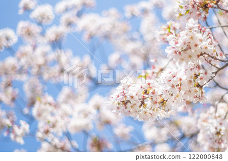 Cherry blossoms in full bloom and blue sky Cherry blossoms in full bloom and blue sky 122000848