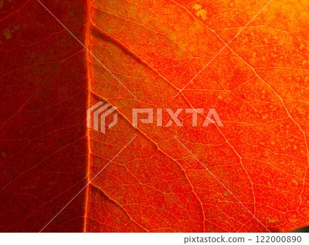 秋天的樹葉特寫 秋天的樹葉特寫 122000890