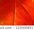 秋天的樹葉紋理特寫 122000891