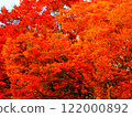 鮮豔的樹木 122000892