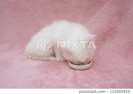 Pink back and white Maine Coon kitten eating a snack 122000958