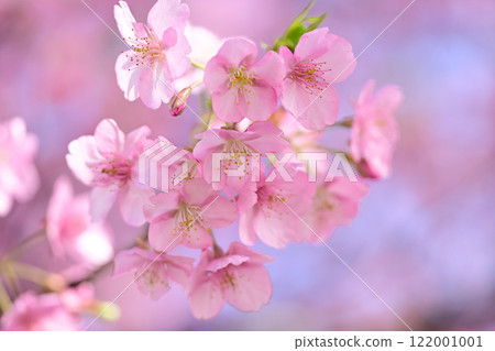 櫻桃樹 櫻桃樹 122001001