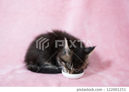 Pink bag and Maine Coon kitten eating a snack Pink bag and Maine Coon kitten eating a snack 122001251