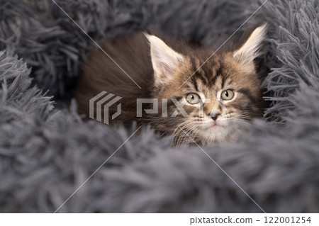 Maine Coon kitten on a grey bed Maine Coon kitten on a grey bed 122001254