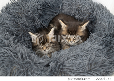 Two Maine Coon kittens on a grey bed Two Maine Coon kittens on a grey bed 122001258