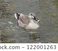 Duck 122001263