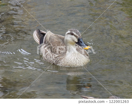 Duck 122001263