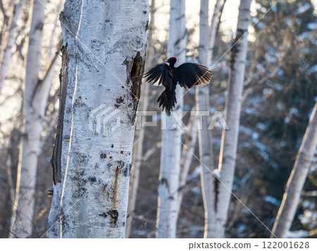 Kumagera Kumagera 122001628