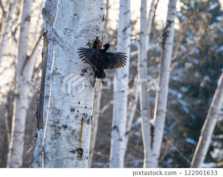 Kumagera Kumagera 122001633