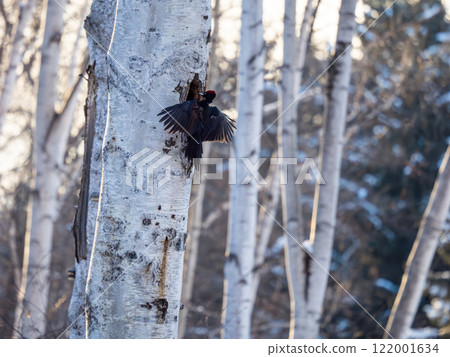 Kumagera Kumagera 122001634