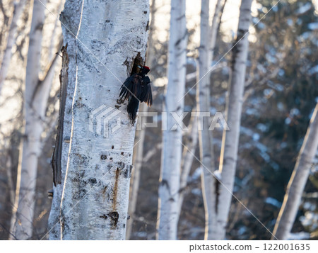 Kumagera Kumagera 122001635