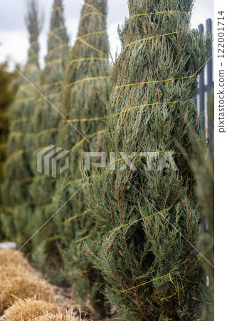 A row of evergreen thuja trees tightly wrapped with yellow twine, highlighting their dense foliage and preparation for winter care, with a soft background of more trees and plants. A row of evergreen thuja trees tightly wrapped with yellow twine, highlighting their dense foliage and preparation for winter care, with a soft background of more trees and plants. 122001714