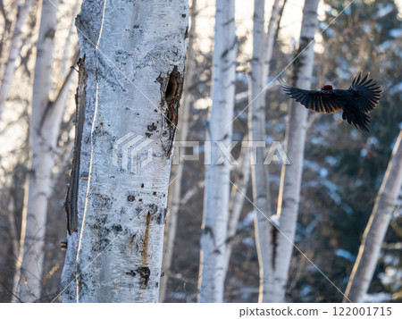 Kumagera Kumagera 122001715