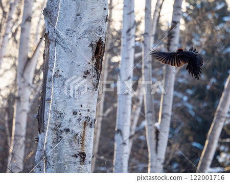 黑啄木鳥 黑啄木鳥 122001716