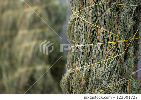 Close-up of dense green thuja foliage wrapped with yellow twine, showing detailed texture and preparation for winter protection, with a blurred background of similar trees. Close-up of dense green thuja foliage wrapped with yellow twine, showing detailed texture and preparation for winter protection, with a blurred background of similar trees. 122001722