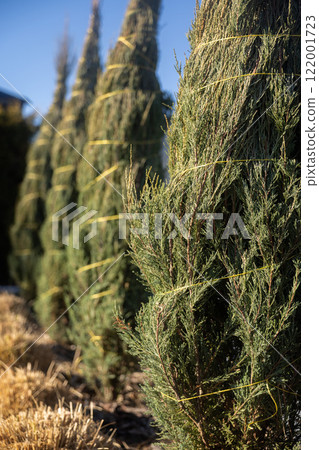 Close-up view of thuja trees wrapped in protective yellow twine, highlighting the texture of the evergreen branches and the preparation for winter care, Close-up view of thuja trees wrapped in protective yellow twine, highlighting the texture of the evergreen branches and the preparation for winter care, 122001723