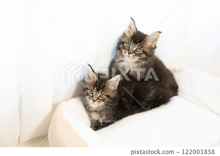 Two kittens on a white bed 122001838